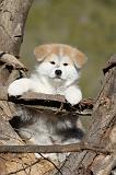 AKITA INU 056